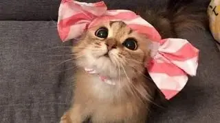 самые смешные видео с котами