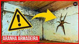 NÃO PULE ESSE VÍDEO! SAIBA MAIS SOBRE A ARANHA ARMADEIRA