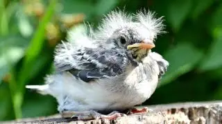 Канарейка кормит птенчика🐣/Canary feeds chick 🐣