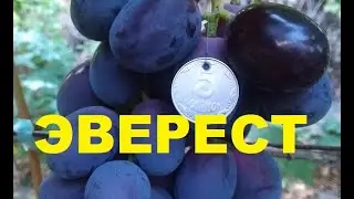 In the Vineyard: Everest