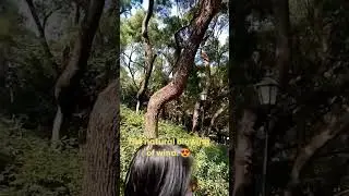 The Perfect Beauty of Nature- Hutchison Park Whampoa Hong kong