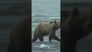Мишки тоже любят море !