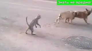Дикие кошки  Война кошек против собак  Кошки нападают на собак