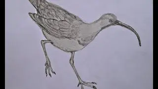 Ibisbill, drawing. Серпоклюв, рисунок