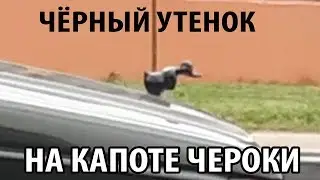 ЧЕРНЫЙ УТЕНОК НА КАПОТЕ АВТОМОБИЛЯ ЧЕРОКИ