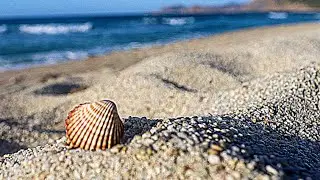 Sea shell Beach in Mexico 🇲🇽 | Relaxing Latin Vibes