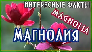 Магнолия. Интересные факты #магнолия #magnolia #nature #природа
