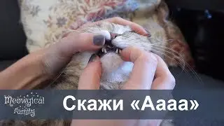 У кошки черный рот?