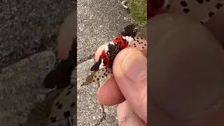 Bug crush: Spotted Lanternfly guts squeeze