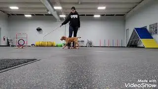Flirt Pole Training: Part 2: Adding Control In The Chase