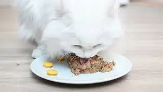 кошачий корм ГУРМЭ