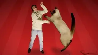 Cat Fight