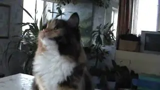 киса