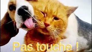 TOUCHE PAS À MON POTE ! #voyance2023 #voyance #guidance