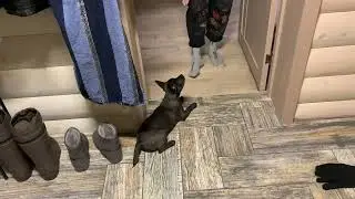 Пуля даёт обе лапки, сидеть, лежать.