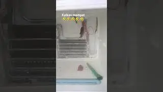 kulkas 2 pintu mampet