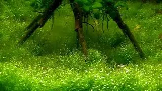 Aquarium. Риччия в аквариуме