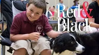 Double Dog Dare Athens Flyball Tournament 2016