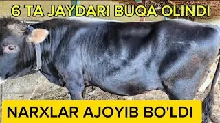 NARXLAR QANDAY BO'LDI, JAYDARI BUQA OLINDI