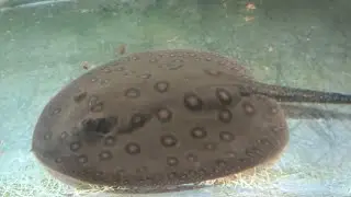 Motoro stingray (2 girls) up for discussion.