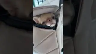 Когда похолодало ❄️чиху тепло