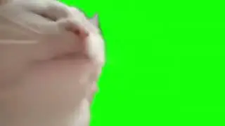 Cat Green Screen Video No Copyright Free video