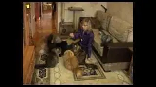 Персидские кошки