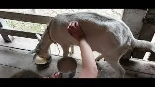 #tirando #leite da #cabritinha #cabrita #cabra #pets #like #follow #raphaelabdradetop (5)