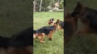 German shepherds fighting over female