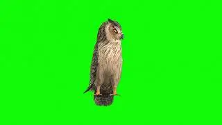Owl Green Screen | Owls Green Screen | Green BackGround Screen | Owls (No Copyright)