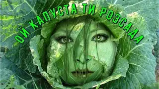 Ой капуста ти розсада