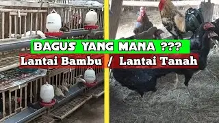 INI PERBEDAANYA ‼️  kandang ayam alas tanah dan kandang alas bambu