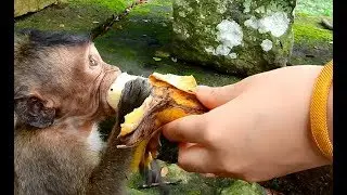 Poor baby Lori open Big eyes Look to tourism Surprise with her big food| Lori hungry happy so much.