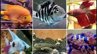 Update on 6 of our 13 aquariums!
