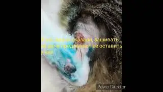 ВЕЗУ МАРГО В ВЕТКЛИНИКУ. МОЁ ПОЧТЕНИЕ