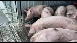 Погрузка свиней в скотовоз
