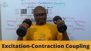 Excitation-Contraction Coupling