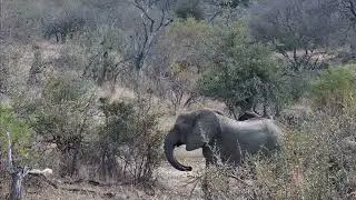 Elephants charging African Wild Dogs -Africam Sighting - Rosie's Pond Cam- (August 6  2023)