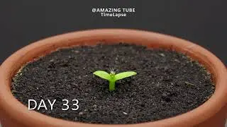 Growing Plants Time Lapse Compilation #5