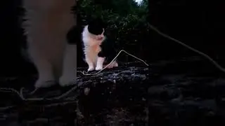 My little cat called "Domino" running around the dykes with her snake/washing line trophy!!