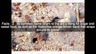 Banded sugar ant Top  #7 Facts