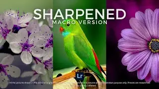 SHARPENED | Macro | Free Download Lightroom Preset (DNG & XMP) + Lightroom Mobile Tutorial