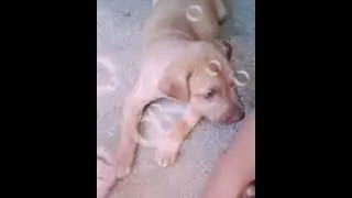 Minha melzinha🐕❤