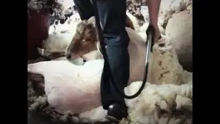 Sheep Shearing 2020