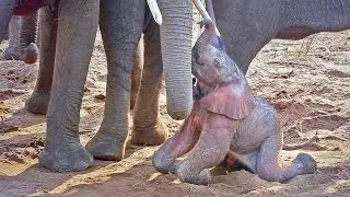 A newborn baby African Bush Elephant struggles to its feet shortly after being born! HD video