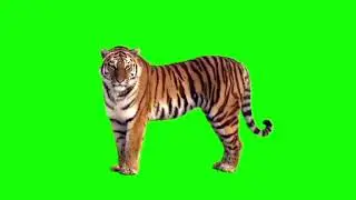 Green Screen Lion stock video footage_4K and HD video clip