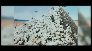 Наҳзат аз шариаът