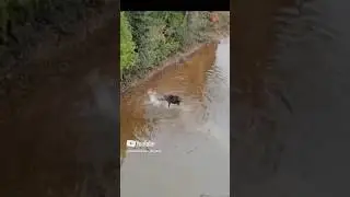 Волк vs Лось 