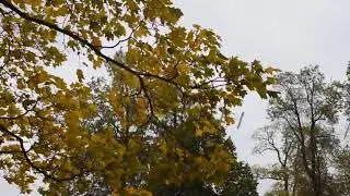 Футаж Дождь,осень