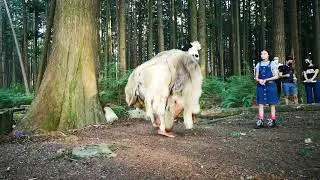 Kiri's Wolf